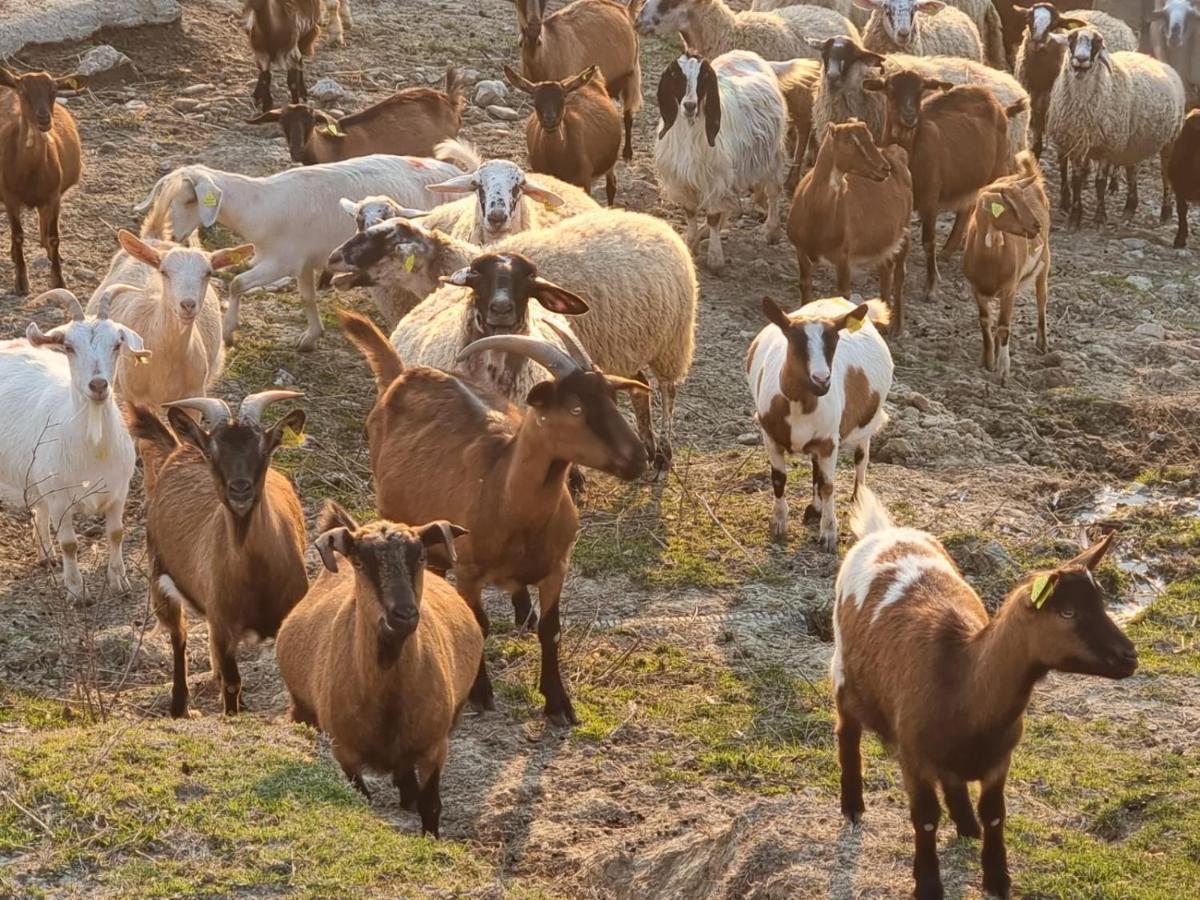 Agriturismo Caperroni Pescopagano Εξωτερικό φωτογραφία