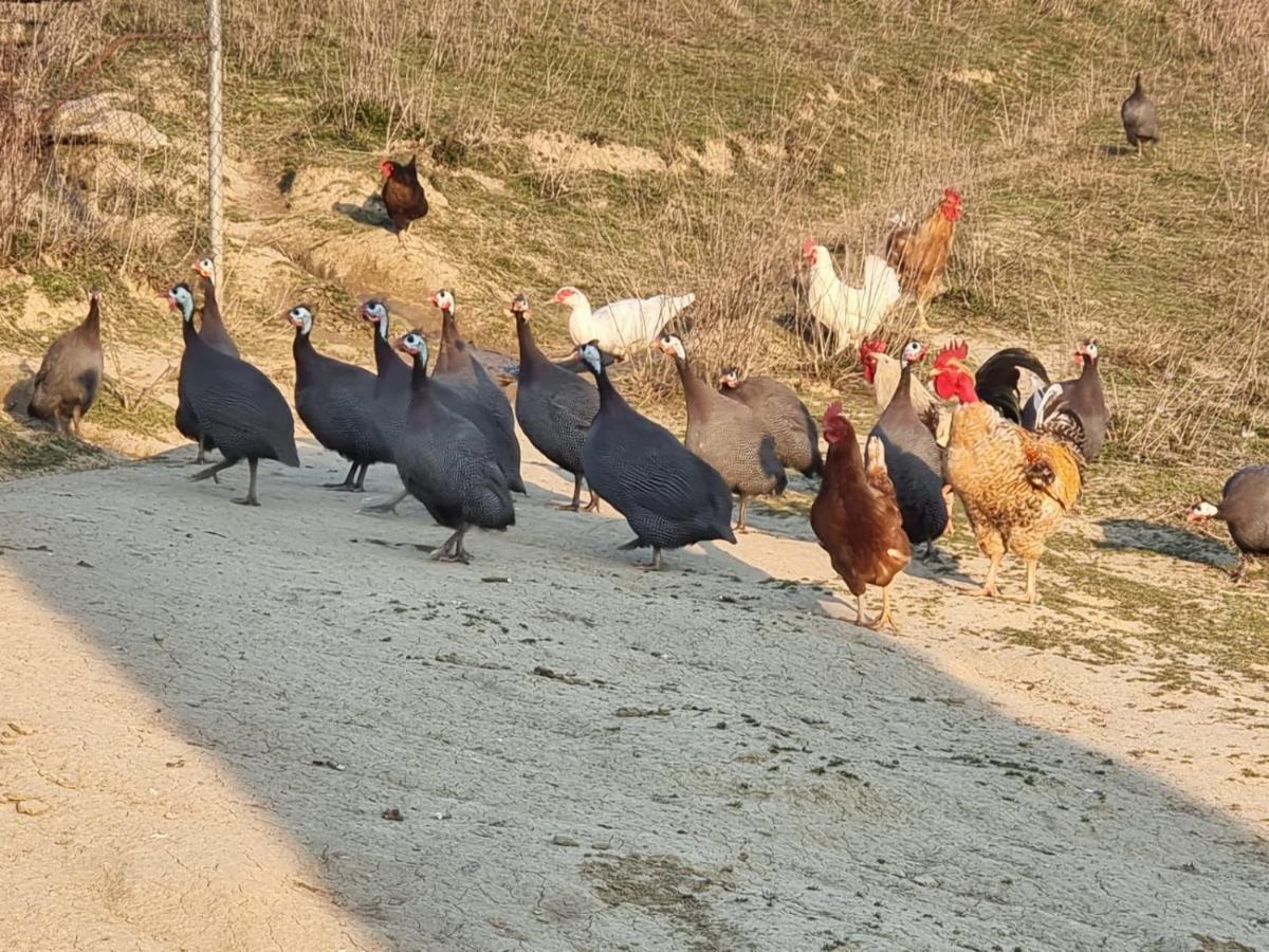 Agriturismo Caperroni Pescopagano Εξωτερικό φωτογραφία